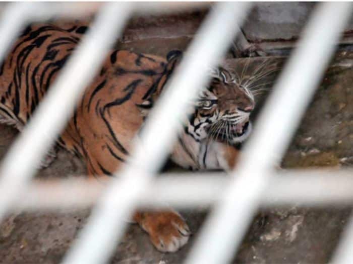 REHABILITASI: Seekor harimau sumatra berada di Barumun Nagari Wildlife Sanctuary (BNWS), Sumatra Utara (foto : Media Indonesia / Ari Terisiti)