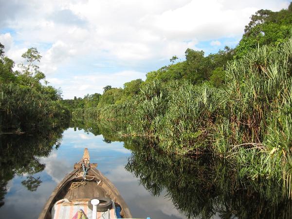 81-WG- Pristine peatswamp forest in Berbak National Park (Sumatra)