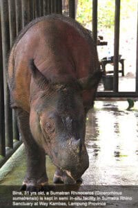 Badak Bina txt small