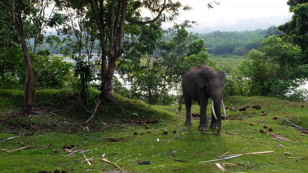 Gajah Robi, salah satu penghuni TWA Seblat.