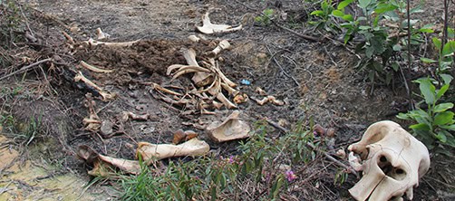 Sisa tulang belulang gajah