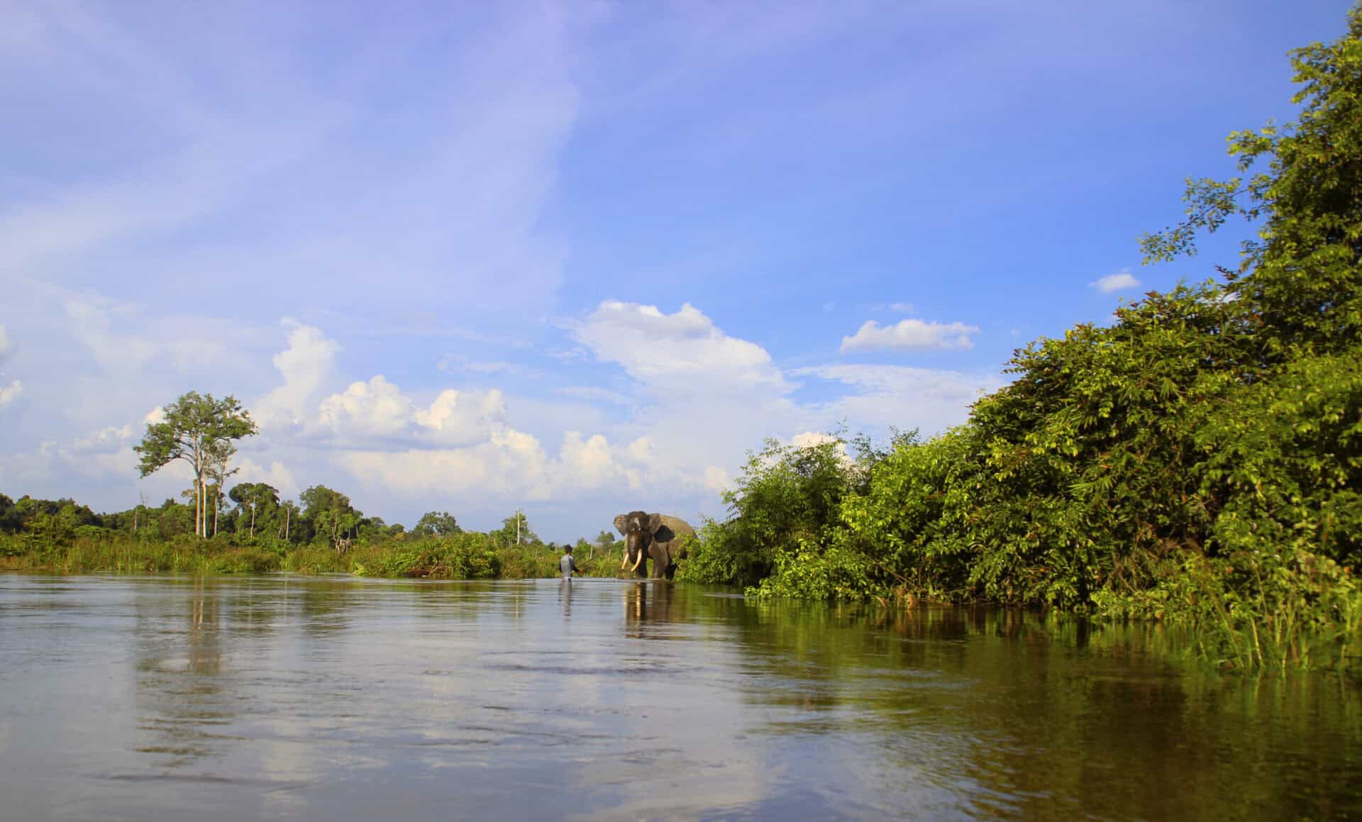 Seorang Mahout sedang melatih gajahnya di sekitar kawasan Bentang alam Taman Nasional Tesso Nilo.