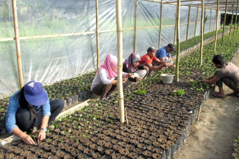 Pendampingan petani untuk pembibitan kopi oleh SRI