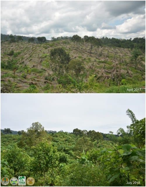 Perubahan tutupan lahan restorasi Cinta Raja 3, diukur rentang 1 tahun.