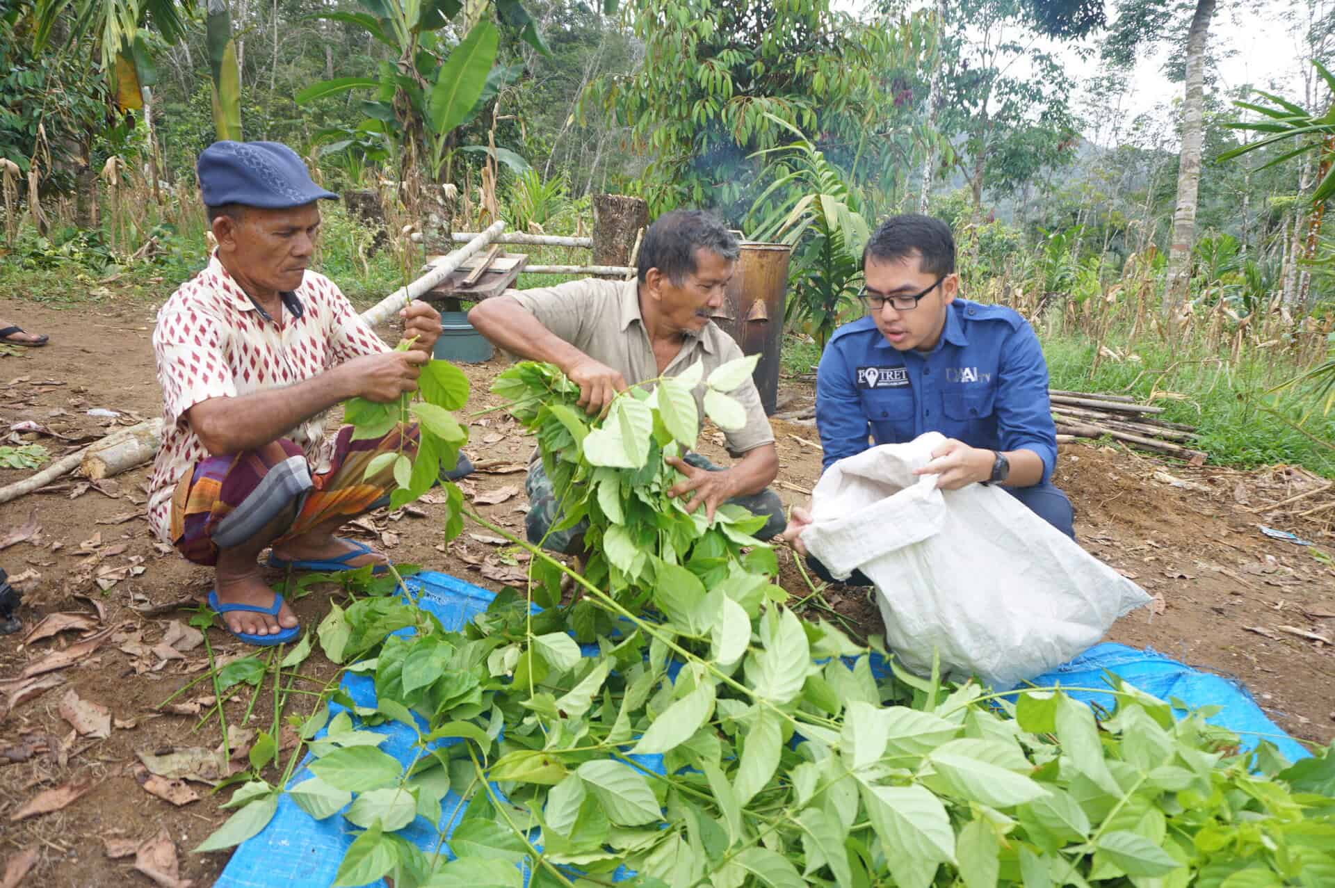 Salah satu proses ekstraksi gambir. Daun direbus lalu diperas airnya.